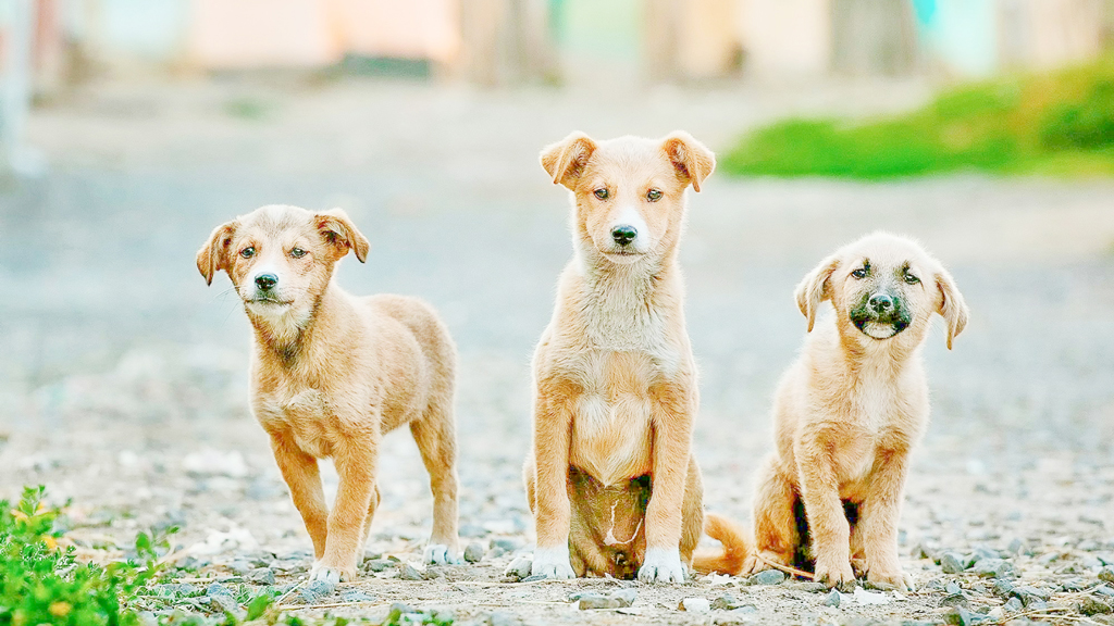 পথকুকুর-বিড়াল হত্যার আইন এবং শাস্তি কি?